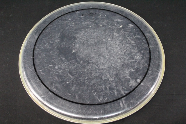 Peau de Tom 13 pouce